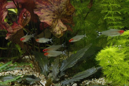 copyright R. Callewaert