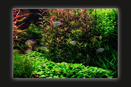 copyright R. Callewaert