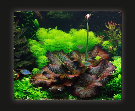 copyright R. Callewaert