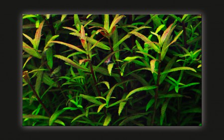 copyright R. Callewaert