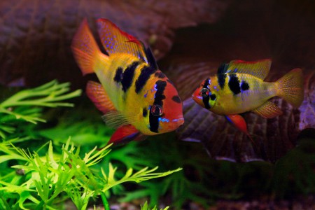 copyright R. Callewaert