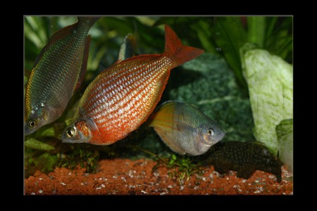 copyright R. Callewaert