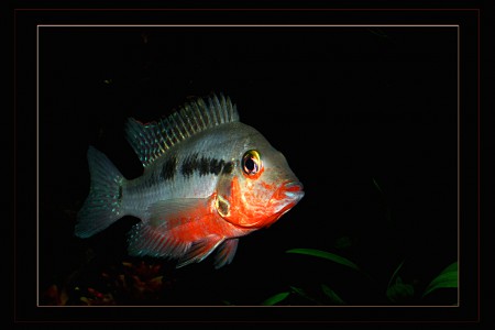 copyright R. Callewaert