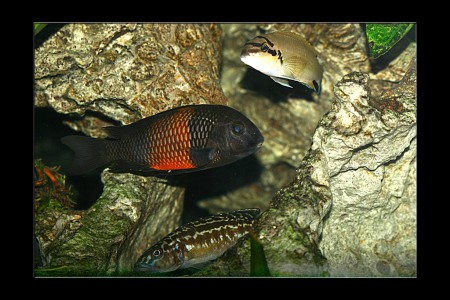 copyright R. Callewaert