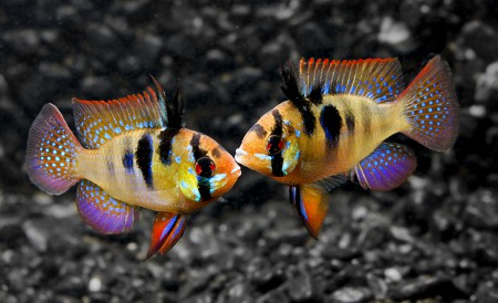 copyright R. Callewaert