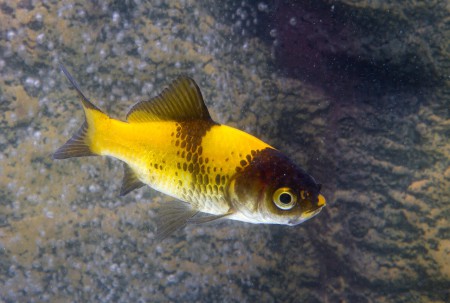 copyright R. Callewaert