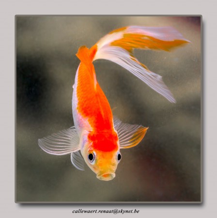 copyright R. Callewaert