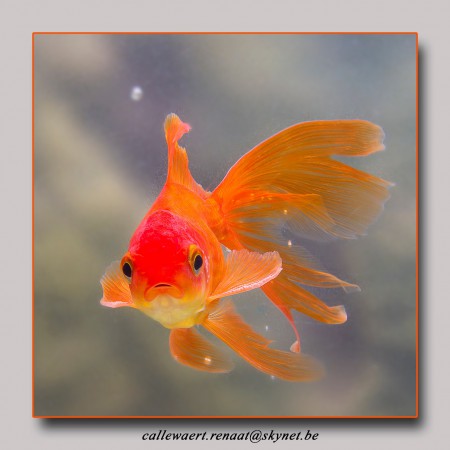 copyright R. Callewaert