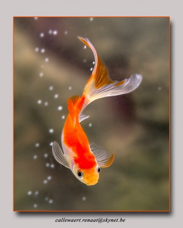 copyright R. Callewaert