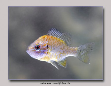 copyright R. Callewaert