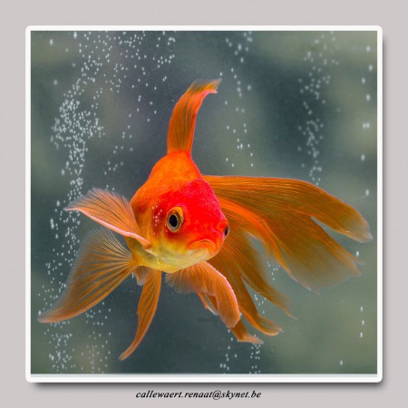 copyright R. Callewaert