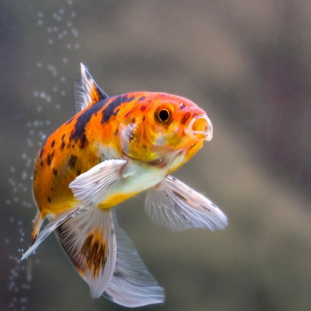 copyright R. Callewaert