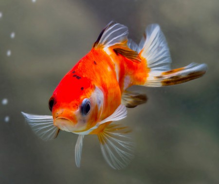 copyright R. Callewaert