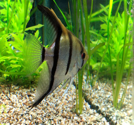 copyright R. Callewaert