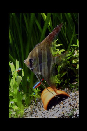 copyright R. Callewaert