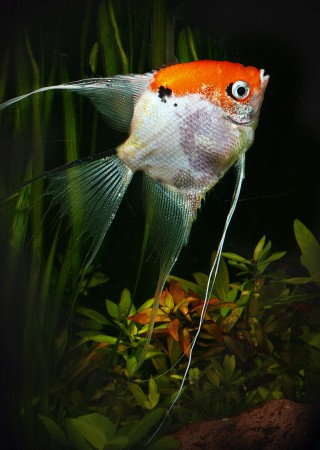 copyright R. Callewaert