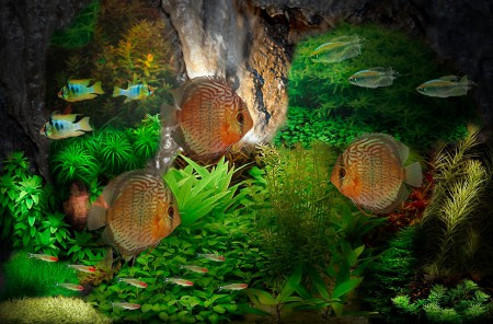 copyright R. Callewaert