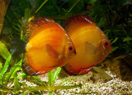 copyright R. Callewaert