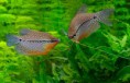 /album/allerhande/gourami-jpg/
