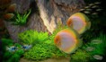 /album/discussen/yellow-white-discus-jpg/